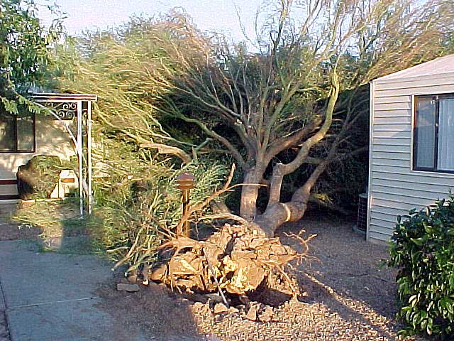 tree pruning atlanta