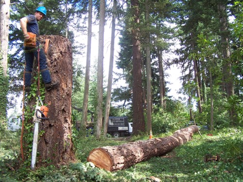 Tree Removal Atlanta