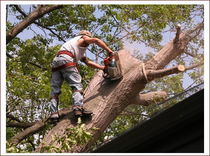 Atlanta Tree Removal